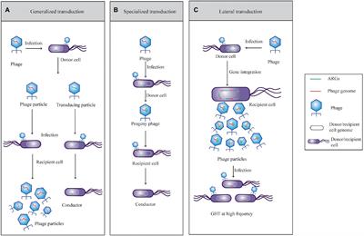 Bacteriophages: Underestimated vehicles of antibiotic resistance genes in the soil